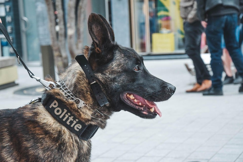 Politiehond Barry werd amper zes jaar oud.