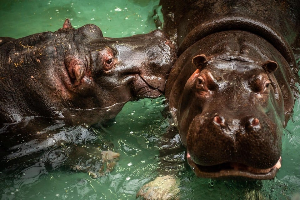 De nijlpaarden in de Zoo zwemmen nu in duur drinkwater, maar in de toekomst zal dit in gezuiverd rioolwater zijn. 