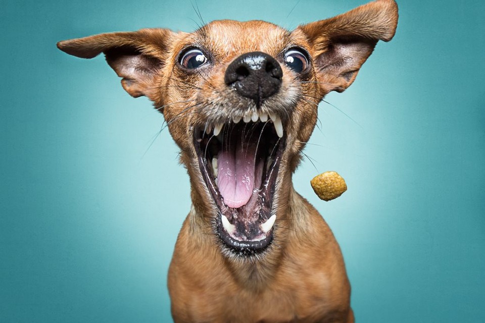 Chihuahua’s: ze kunnen verrassend veel voor zo weinig hond. 