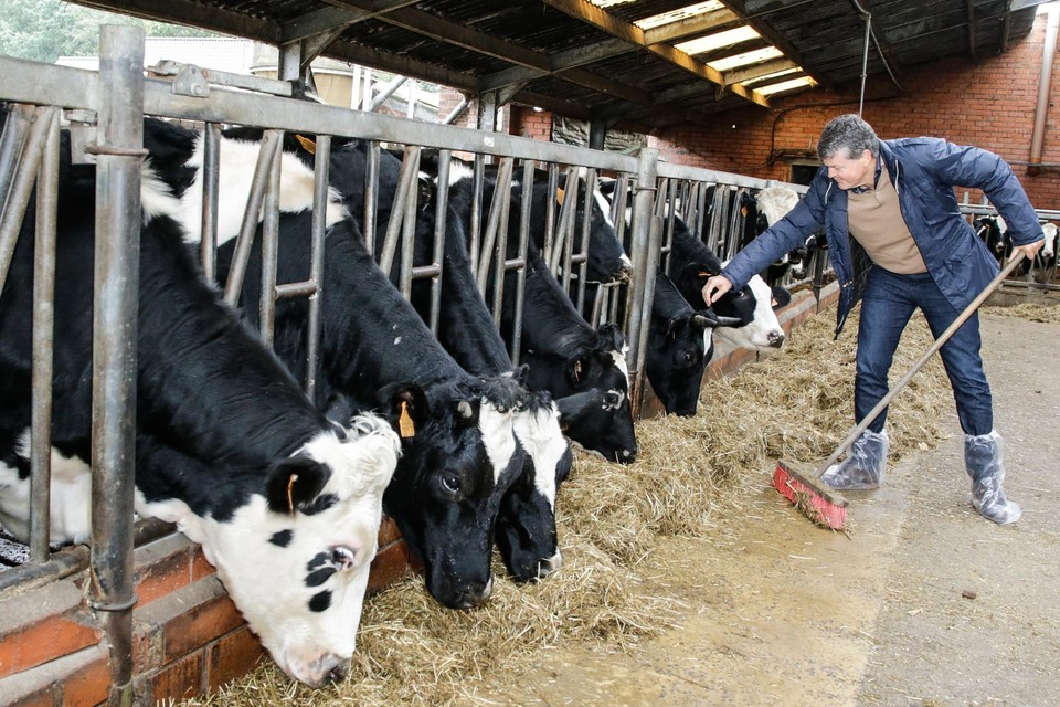 Minister Bart Somers steekt even zelf de handen uit de mouwen bij melkveebedrijf ’s Jongers in Kontich.