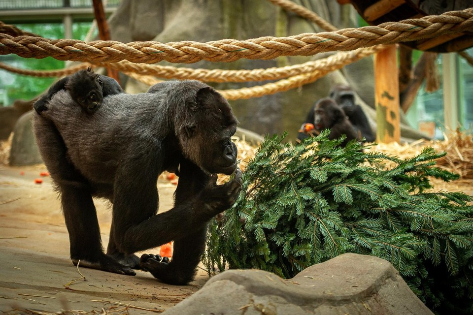 In de Antwerpse Zoo doen ze er alles aan om corona uit het gebouw van de mensapen te houden. Tot nog toe lukt dat. Zo kunnen Mambele en baby Vizazi nagenieten van de feestdagen met een afgedankte kerstboom.