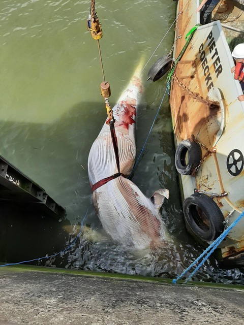 De walvis wordt uit het water gehaald door een schip van baggeraar Jan De Nul.