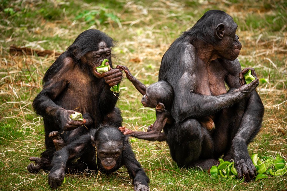 In totaal telt de bonobogroep van Planckendael nu achttien dieren. 