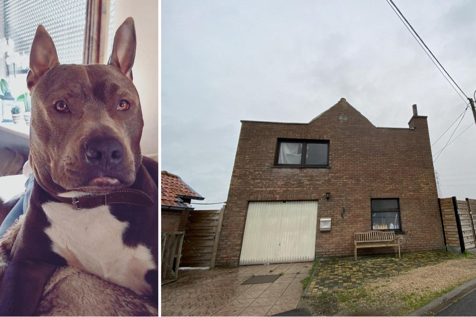 Het kind en de hond die hem beet woonden in dit huisje. 