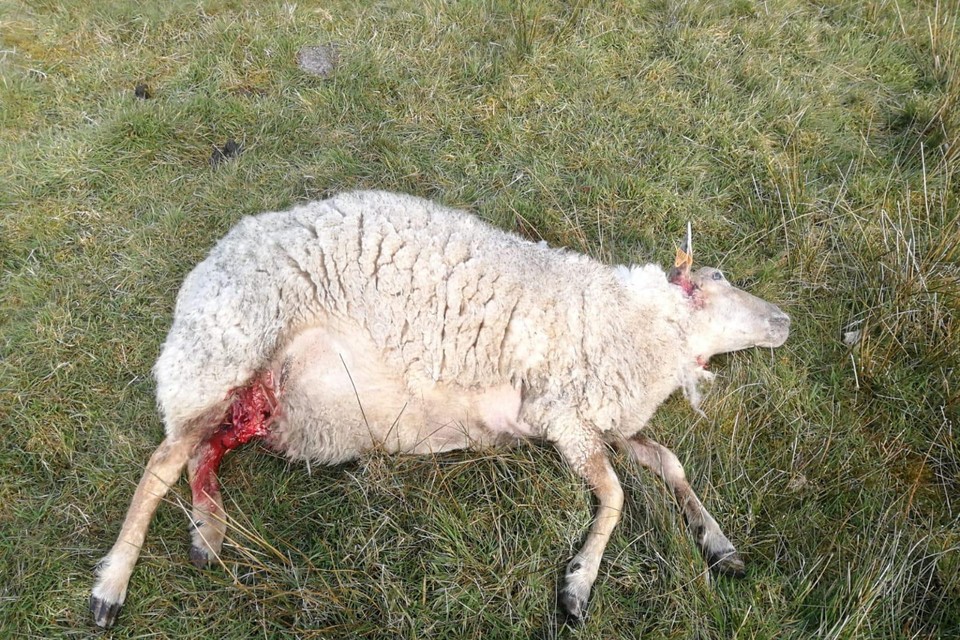 Drie schapen werden dood aangetroffen. Van de 22 andere gewonde dieren moesten er drie afgemaakt worden.