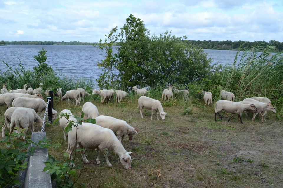 De schapen van Kemp vzw grazen jaarlijks op de oever van de Kanaalplas. 