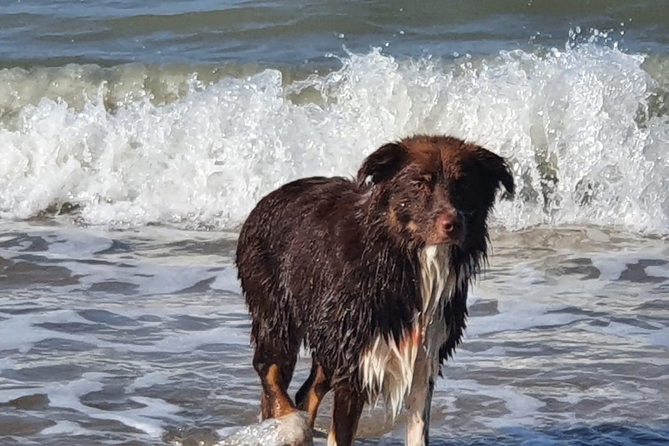 Niet ingeschreven honden moeten elders op zoek naar zwemwater. 
