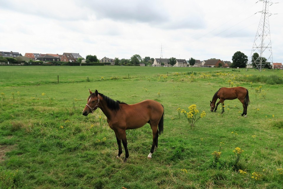 Het uitzicht van de omwonenden vandaag. Grazende paardjes op een immense weide met in het midden wel een hoogspanningsmast, die het beeld net niet perfect maakt. Die mast blijft overigens staan.