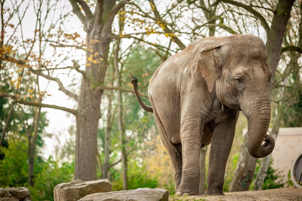 Olifant Dumbo werd 48 jaar. Ze verbleef sinds 2012 in Planckendael in Muizen (Mechelen). 