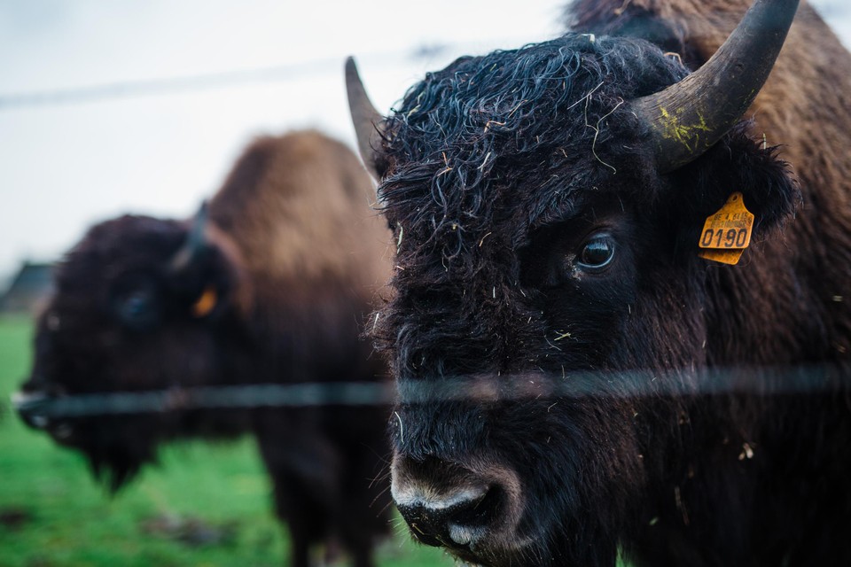 Een volwassen bizon weegt meer dan 900 kg