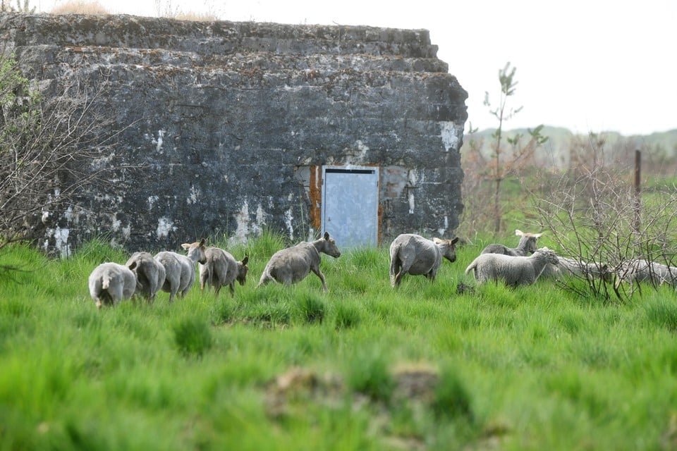 Schapen in het Groot Schietveld bij een bunker. Al het groen dat je ziet, is pijpenstrootje.