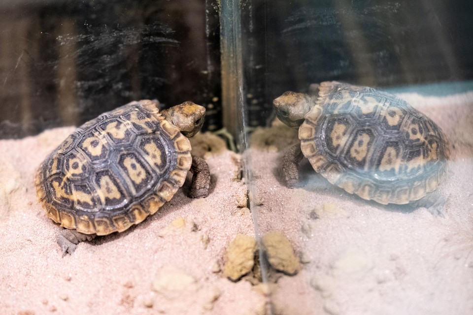 Bij de jongen van de pannenkoekschildpad is het schild nog niet zo afgeplat als bij de volwassenen.