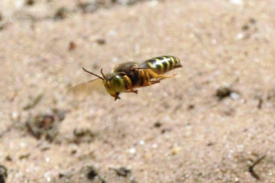 Harkwespen zijn in de zomer vaak laag boven de zandgronden te spotten.