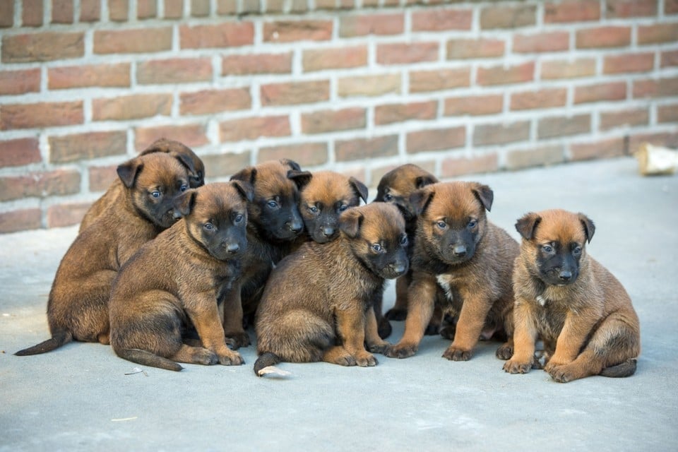 Voorzichtigheid Schipbreuk vloeiend Hoe onze pups verkopen als zoekertje plaatsen verboden is?” (Bornem) |  Gazet van Antwerpen Mobile