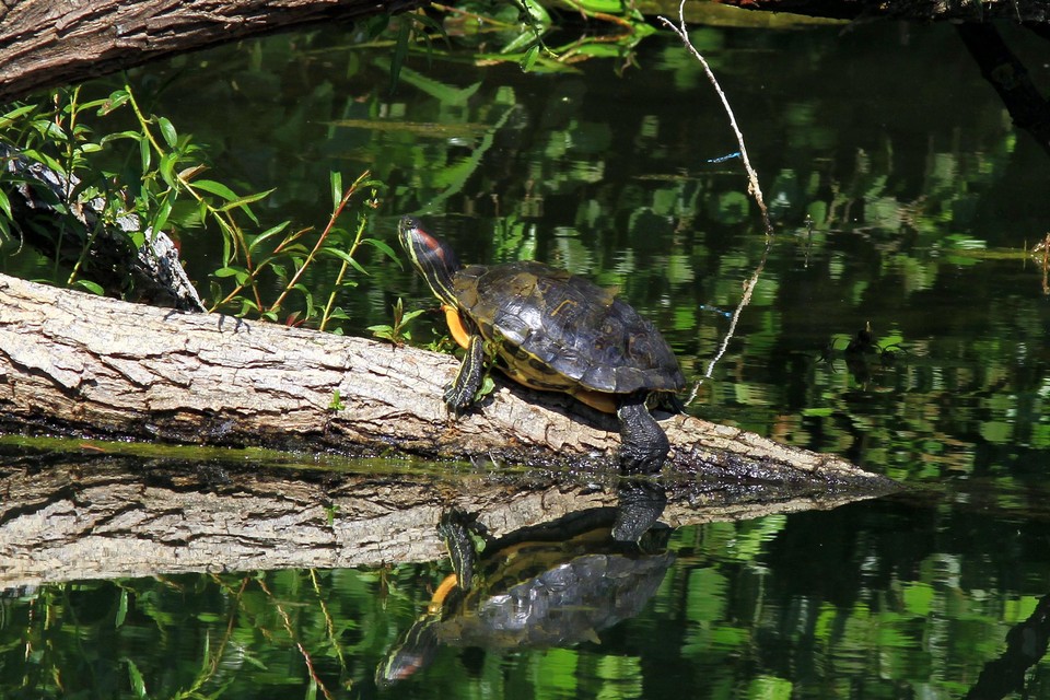 Doordat de Lettersierschildpadden hier geen natuurlijke vijand hebben, vormen ze een bedreiging voor de biodiversiteit in onze regio. 