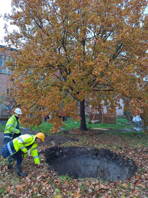 Archeologen onderzochten de put die de boom naliet. 