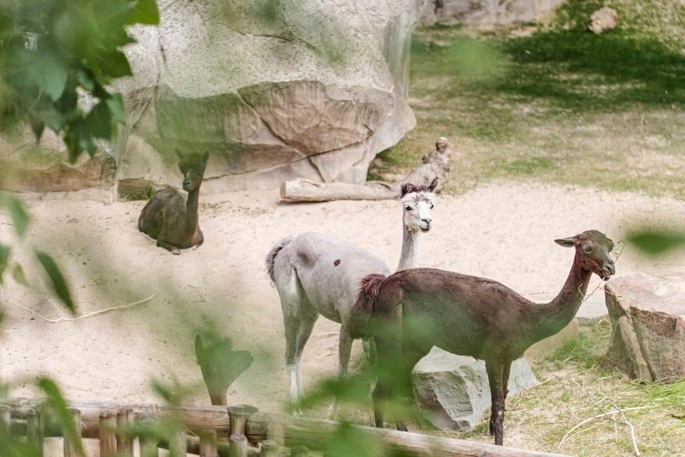 Het panoramaperk van de Zoo heeft nieuwe bewoners: alpaca’s.