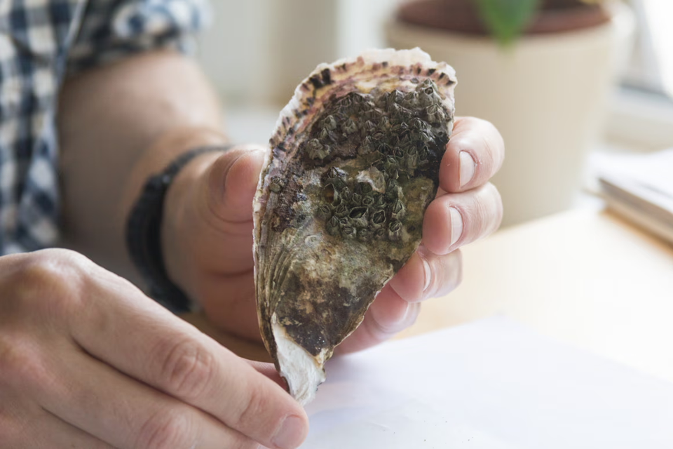 Een oester uit het Plioceen.