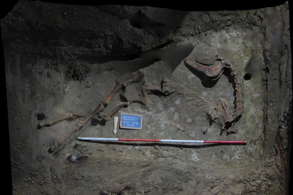 Archeologen vonden het skelet van een paard tijdens graafwerken. Een zoo-archeoloog gaat nu onderzoeken uit welke periode de resten stammen. 