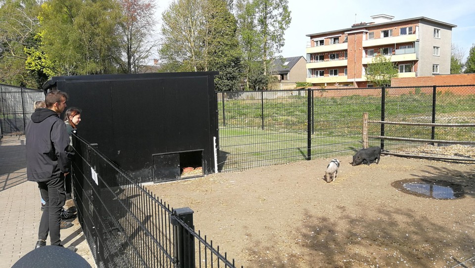 De leerlingen Agro- en Biotechnologie staan in voor de zorg voor de erfdieren.
