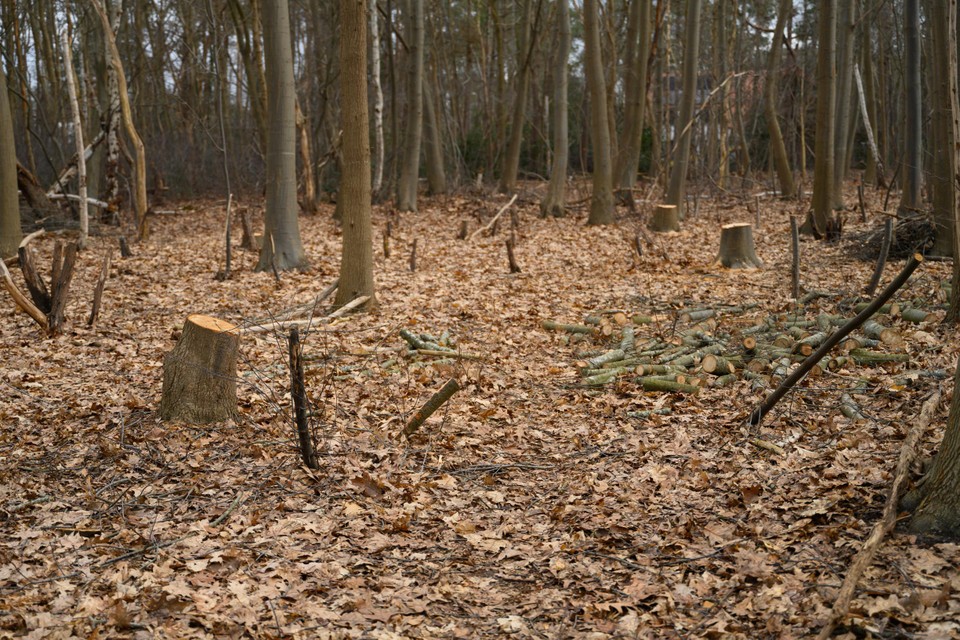 Er is vooral kritiek omdat er bomen worden gekapt.