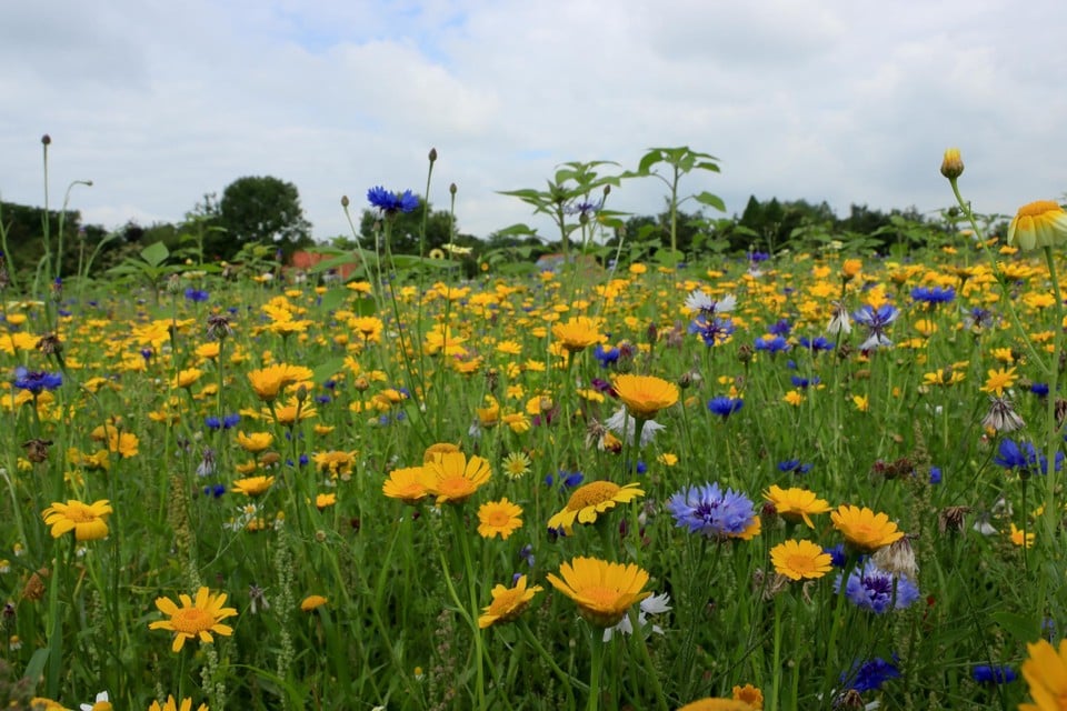Een bloemenweide.
