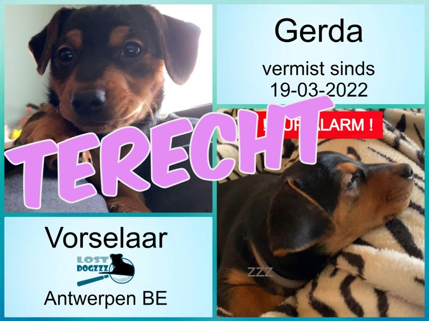 De foto’s van kleine Gerda bij het pupalarm van Lost Dogzzz in maart, met de melding nu dat ze terecht is. 