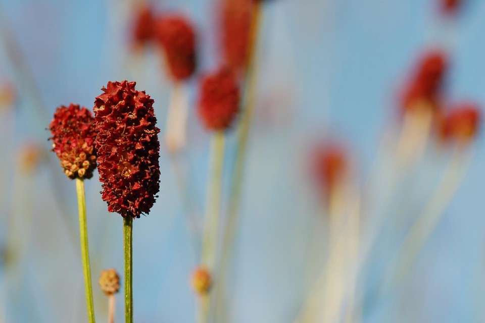 De grote pimpernel is een zeldzame plant die in de Hoogstraatse bermen groeit.