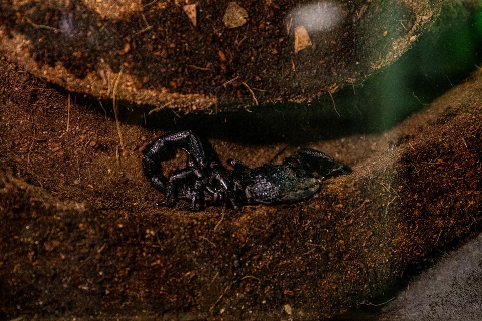 Schorpioenen verbergen zich graag in tunnels. Om hen toch te tonen in de Zoo, ontwierp verzorger Sam een tunnel die aan de kant van het glas open is. 