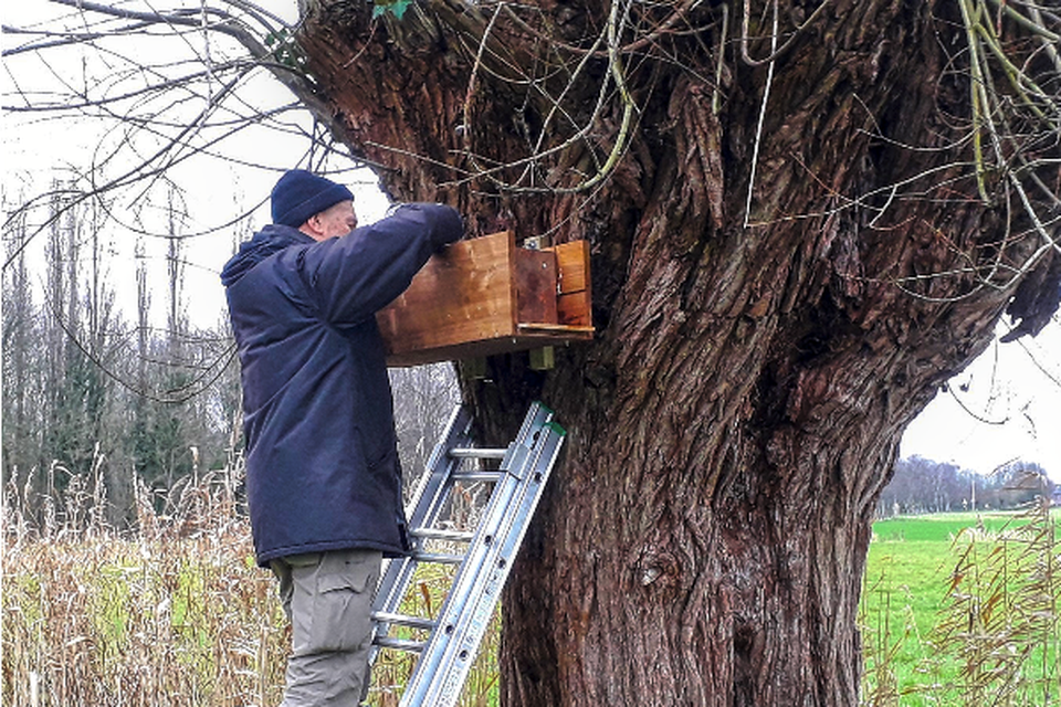 Een vrijwilliger van Natuurpunt plaatst een van de nieuwe nestkasten in de polder van Schelle.