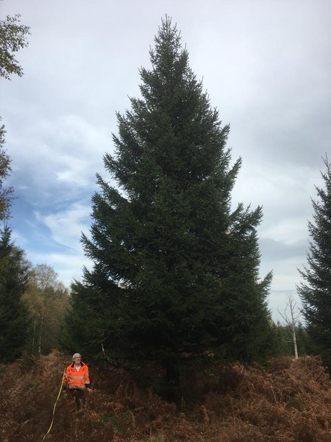 Pierre tijdens de opmeting van een potentiële kerstboom in de Ardennen.