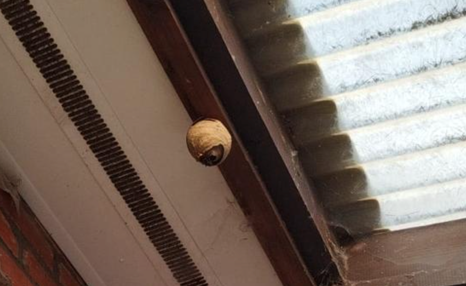 Een nest in Pulle. Kijk uit in tuinhuizen en onder dakranden of je ergens zo’n ‘tennisbal’ ziet hangen.