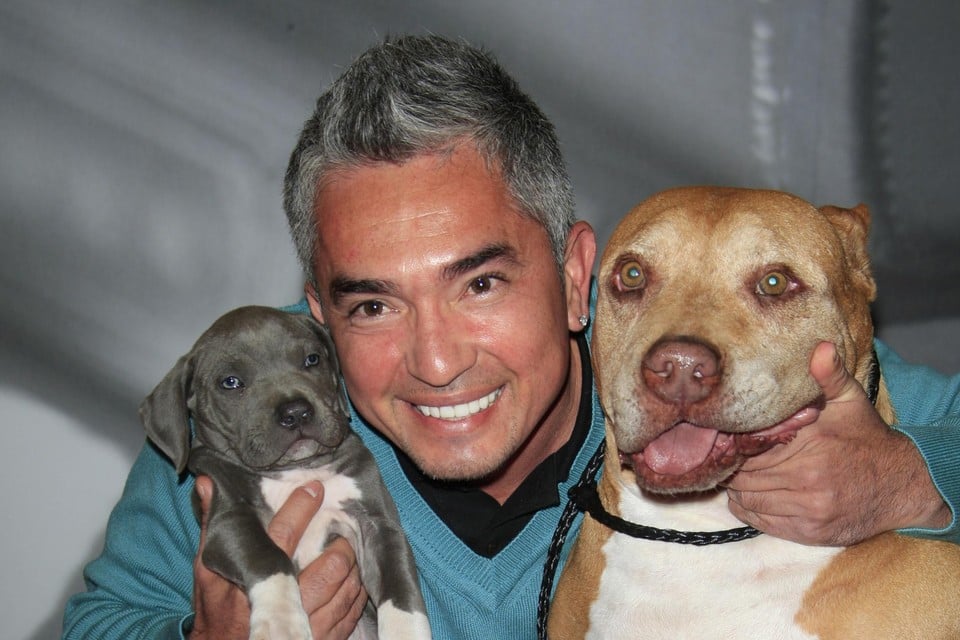 Cesar Millan is wereldberoemd door zijn aanpak van gedragsproblemen bij honden