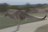 thumbnail: null