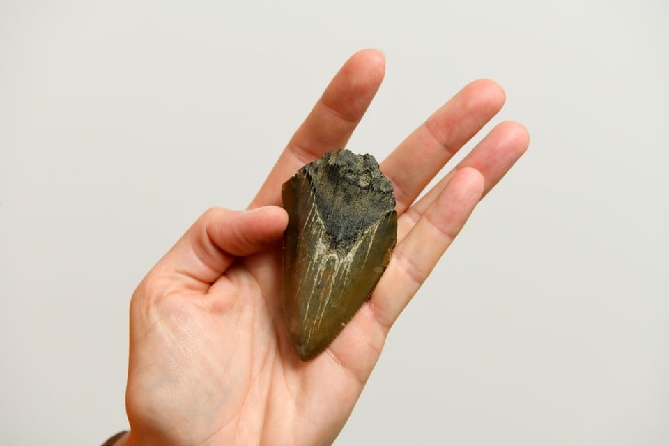 Een tand van een megalodon, gevonden in de Antwerpse haven. 