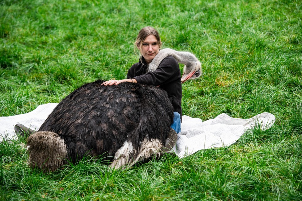 Wendy Adriaens van de Passiehoeve met Flodder, de wereldwijd beroemde TikTok-struisvogel.