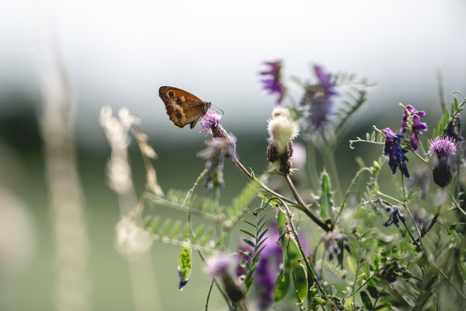 Vooral de aan graslanden gebonden dagvlinders, zoals het zandoogje, zijn in Vlaanderen bedreigd.