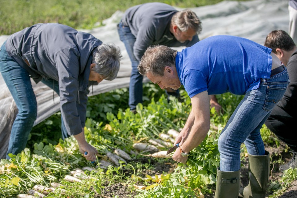 Schepenen Goris en Suetens hielpen bij het oogsten van onder meer daikon of witte rammenas.