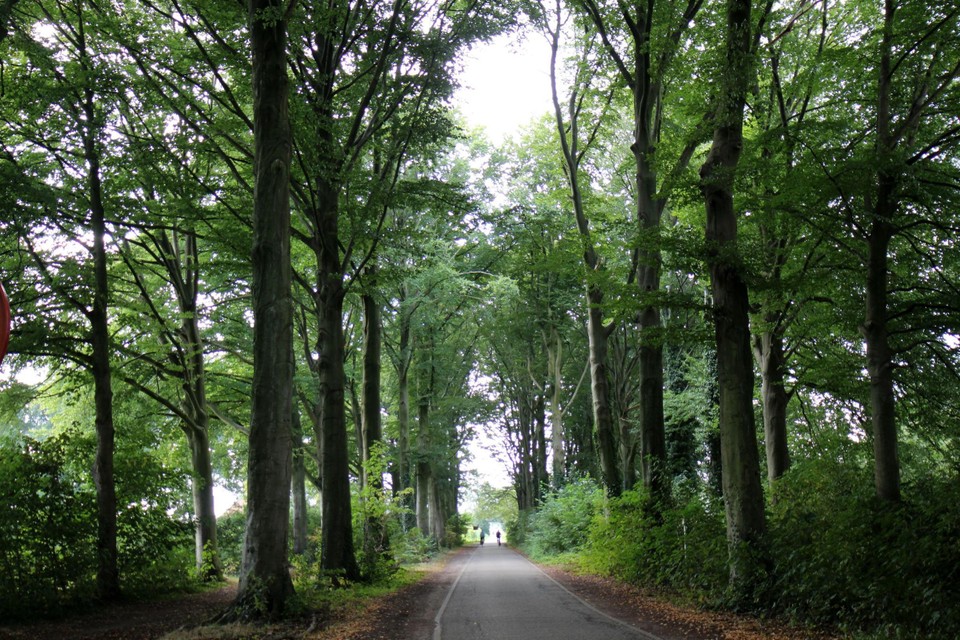 De eerste bomen ondergingen al een onderzoek.