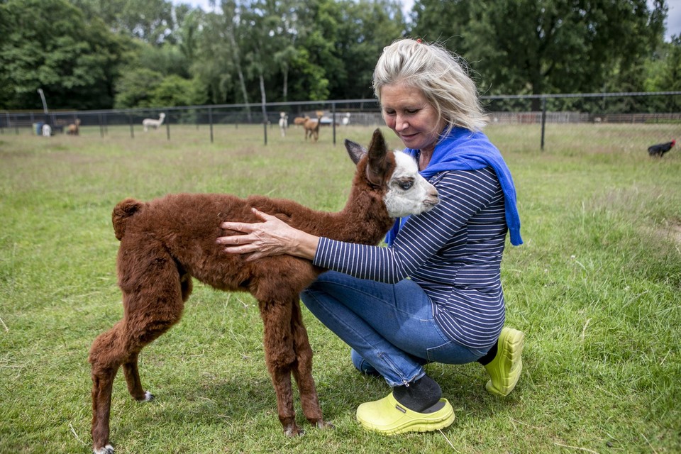 Yvonne Stienlet van het Alpacalandgoed in Vorst (Laakdal). Ze wil niet dat haar dieren wolvenbiefstuk worden. “Maar wij krijgen geen subsidies om hen te beschermen.” 