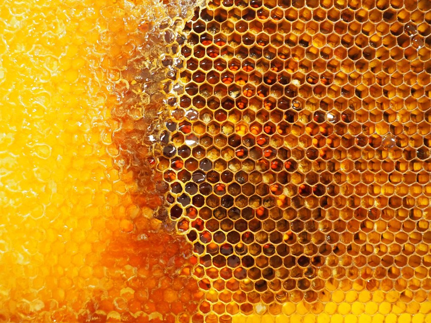 De honingraten zitten vol met de zoete lekkernij. 