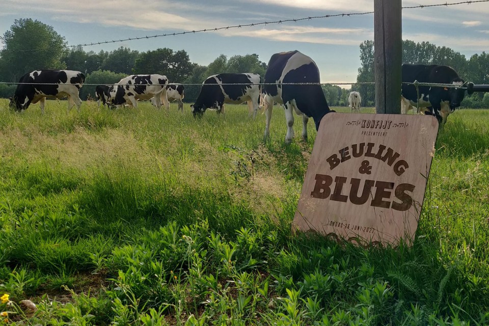 Beuling &amp; Blues, een ander muziekje dan de koeien gewend zijn.  