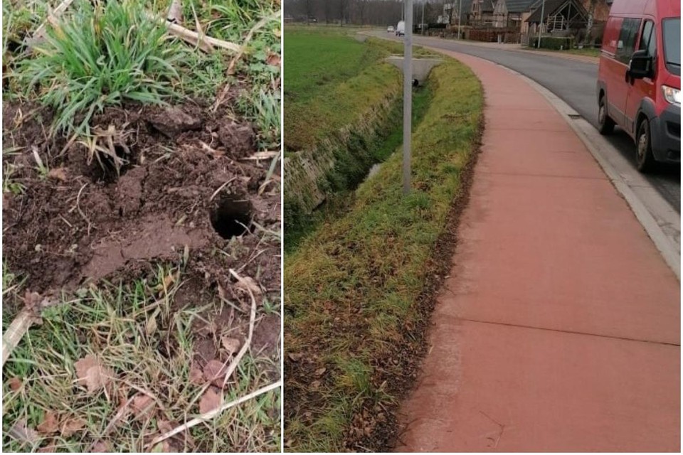De nieuw aangeplante bomenrij in de Koebrugstraat is nu helemaal verdwenen.