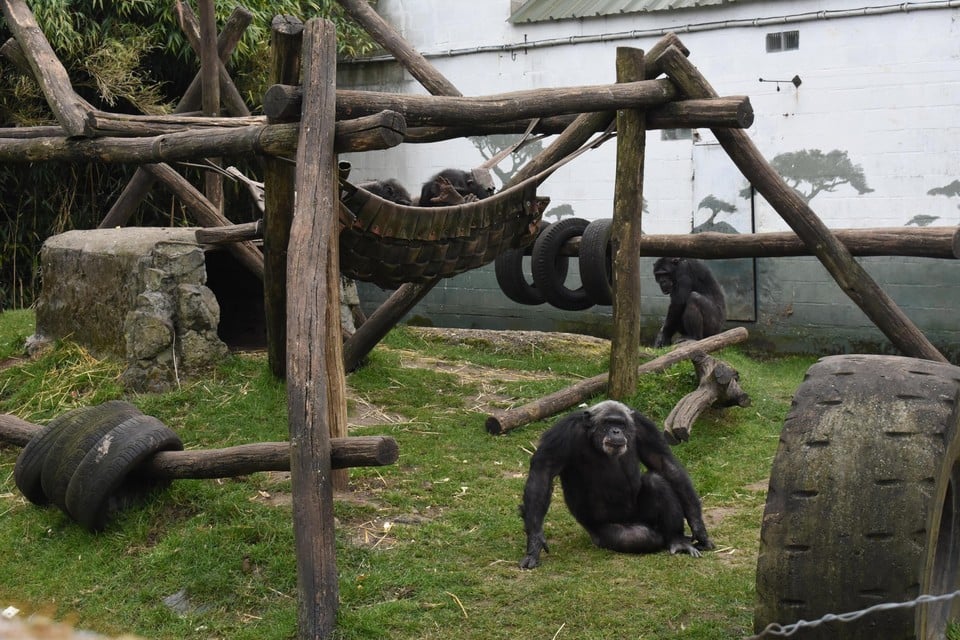 Het huidige chimpanseeverblijf in Pakawi Park ligt vlak bij de ingang, niet ideaal.