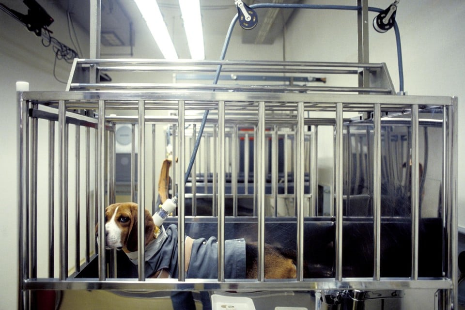 Bij Janssen Pharmaceutica krijgen beagles stroomstoten voor een onderzoek naar epilepsie. 