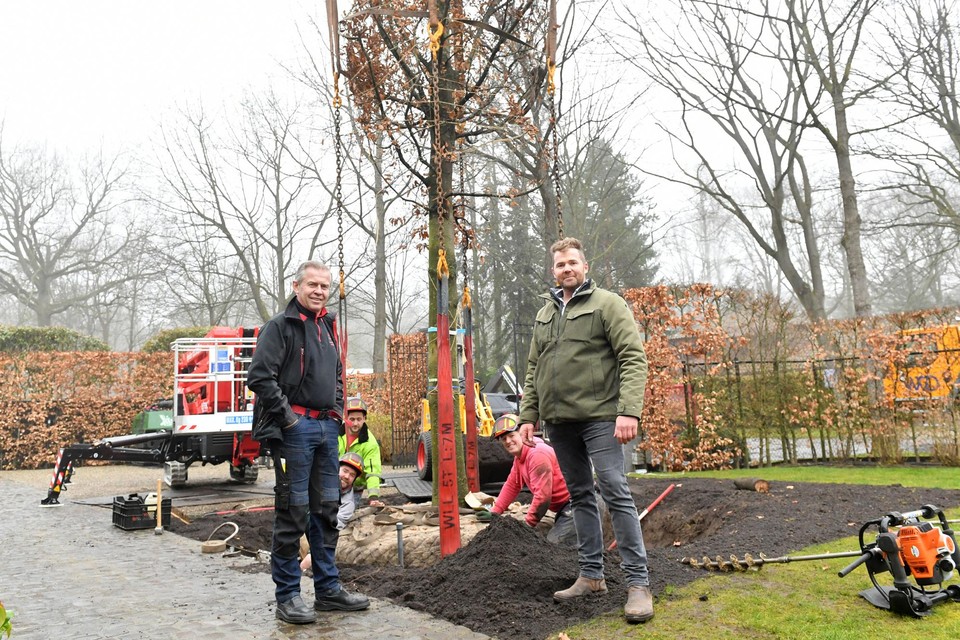 Raf Mattheussen (rechts) en klant Luc Janssens bij een van de hoge beuken, die vanuit Nederland werden uitgevoerd om een nieuwe thuis te krijgen in Schotenhof.