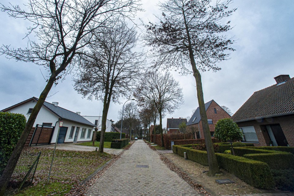 De 22 eikenbomen in de Bosstraat in Retie gaan binnenkort tegen de vlakte, tot groot genoegen van de bewoners. De boze reacties stromen binnen, maar het gemeentebestuur blijft bij haar beslissing.