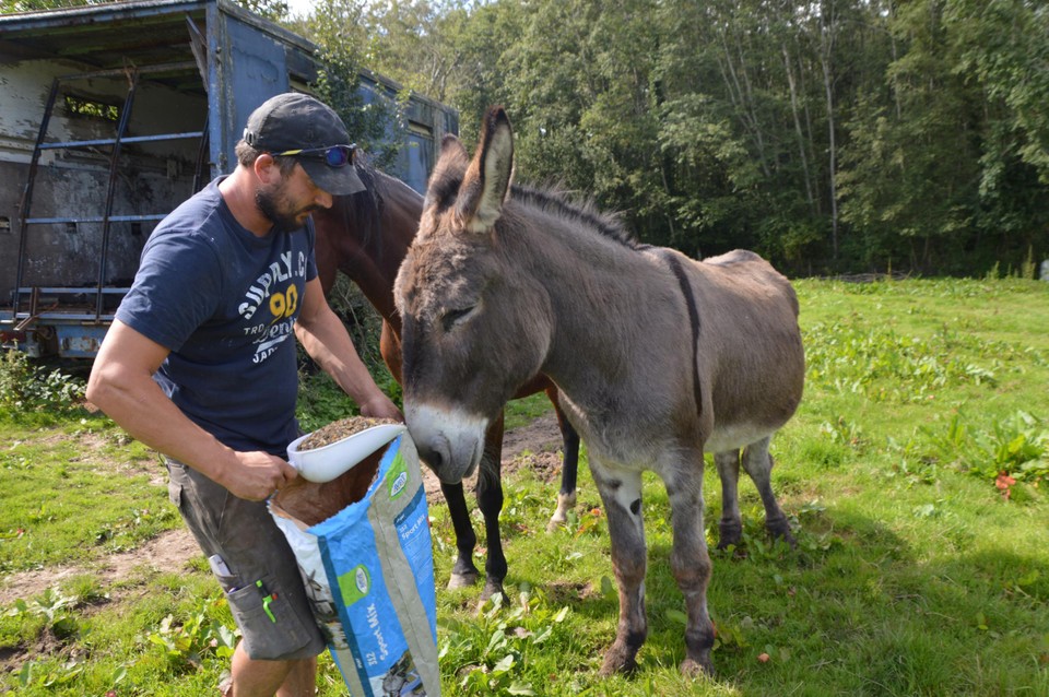 Kaivin geeft de ezels nog wat eten uit een zak van Vlaamse donateurs op de wei. “Het zijn bonbons voor hen, want er staat genoeg gras op de wei.”