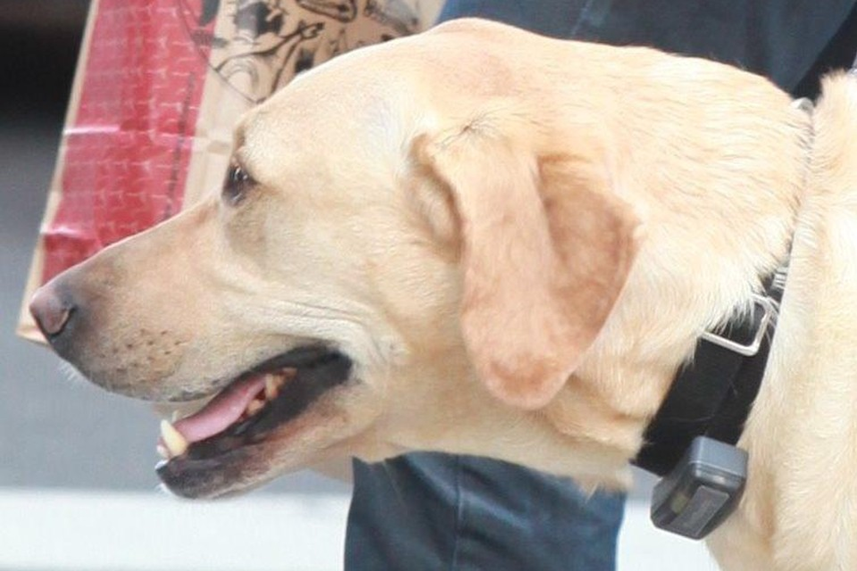 Bedankt cent extase Engeland verbiedt schokhalsband voor honden, in ons land mag je die nog  jaren gebruiken | Gazet van Antwerpen Mobile