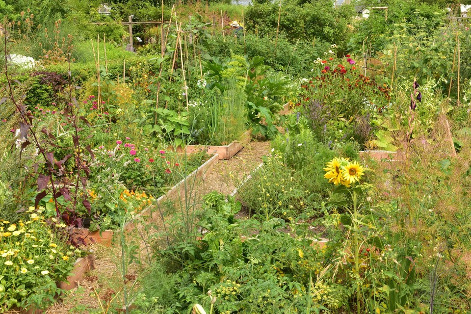 tegel Schotel Prematuur Zet bloemen tussen je groenten en maak een lappendeken van je moestuin:  deze planten zijn ideale buren om te groeien en lastige beestjes weg te  houden | Gazet van Antwerpen Mobile